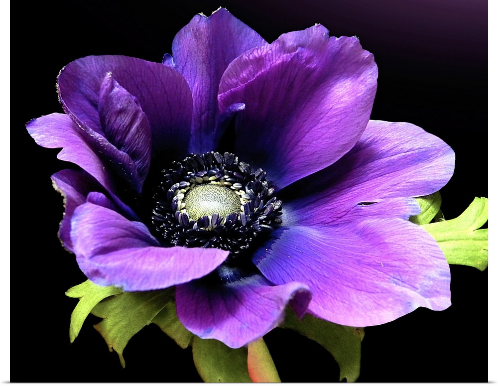 Close up floral photo of a purple Anemone flower in full bloom on a solid background.