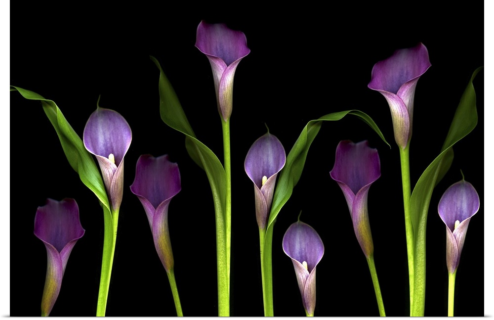 Nine flower blossoms standout from a dark backdrop in this wide minimalist nature photograph for the home or office.