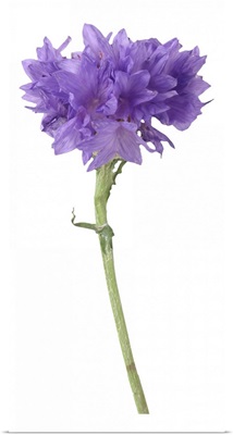 Purple corn flower