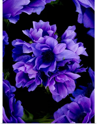 Purple flowers on black background