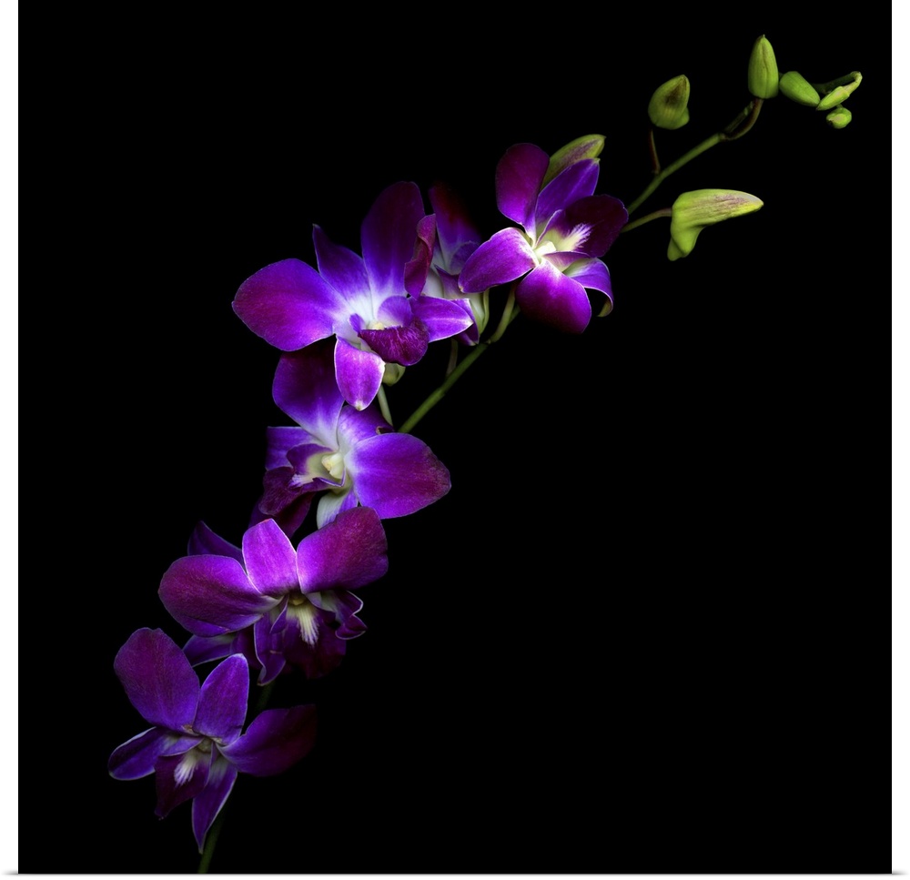 Purple orchids with green buds on black background.