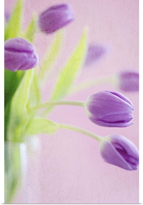 Purple tulips in vase.