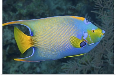 Queen Angelfish (Holacanthus ciliaris) swimming over a tropical coral reef.