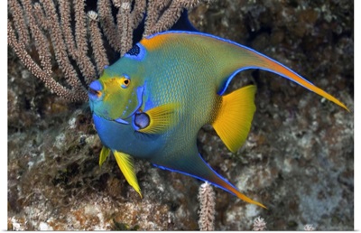 Queen Angelfish swimming over tropical coral reef in The Bahamas, Atlantic Ocean