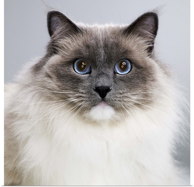 Ragdoll cat, close-up, portrait
