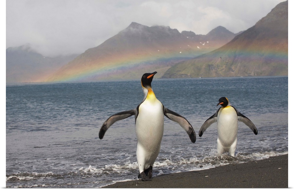 Rainbow behind two King Penguins (Aptenodytes patagonicus) on the shoreline at a massive rookery at Saint Andrews Bay, Sou...