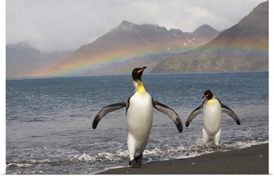 Rainbow And King Penguins On South Georgia Island