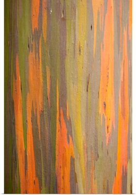 Rainbow Eucalyptus Tree Bark