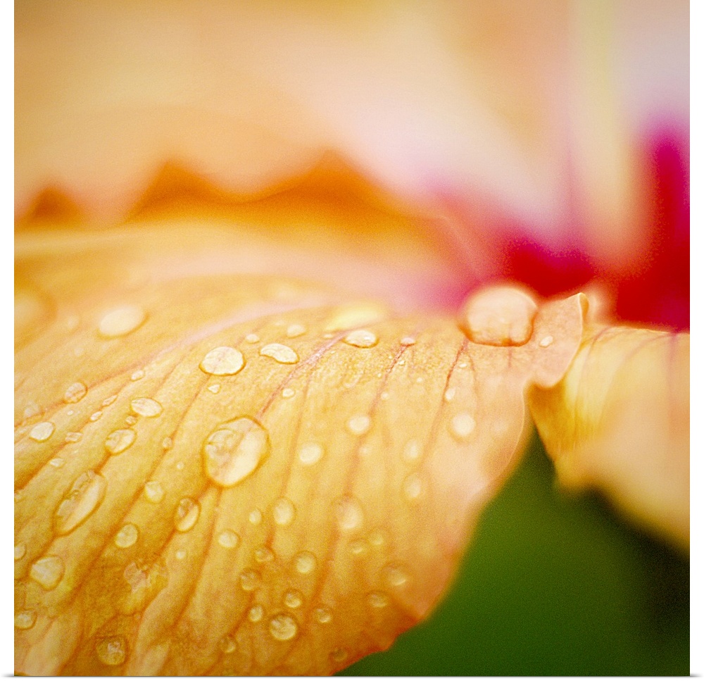 Droplets of water are photographed closely on a flower petal.