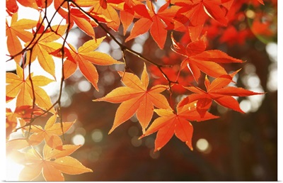Red Autumn Maple leaves