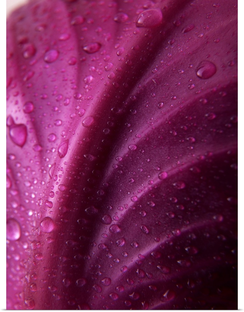 Red Cabbage Leaf with Water Droplets