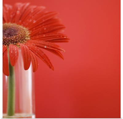 Red daisy in vase