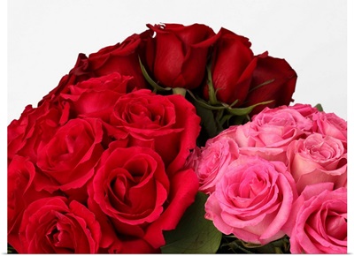 Red, deep red and pink roses