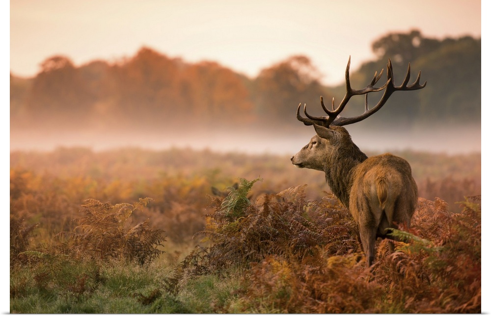 Red deer stagon a foggy autumn morning in Richmond Park.