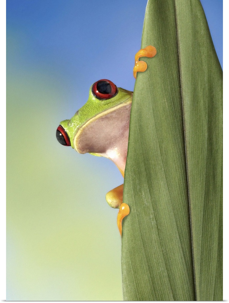 Red Eyed Tre Frog Peeking From Behind a Leaf