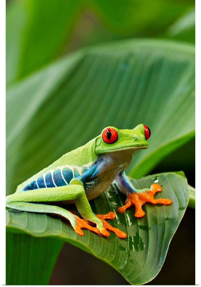 Costa Rica, Monteverde, Red-eyed Tree Frog (Agalychnis callidryas) resting on leaf (Captive)