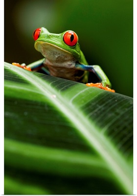 Red-Eyed Tree Frog On Leaf