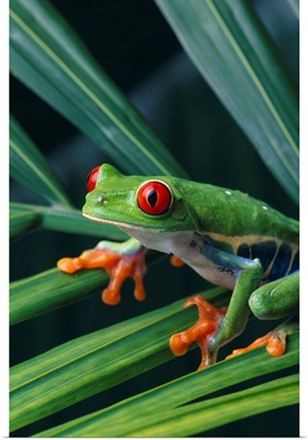 Red Eyed Tree Frog On Plant