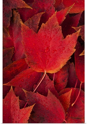 Red fall leaves with water drops