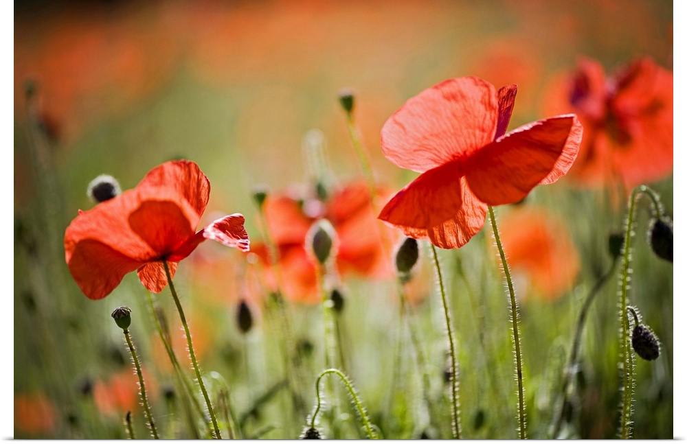 Backlit red field Poppies, common names include Corn poppy, Corn Rose, field poppy and Flanders poppy.