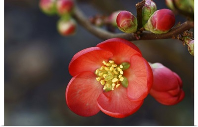 Red flowering quince.