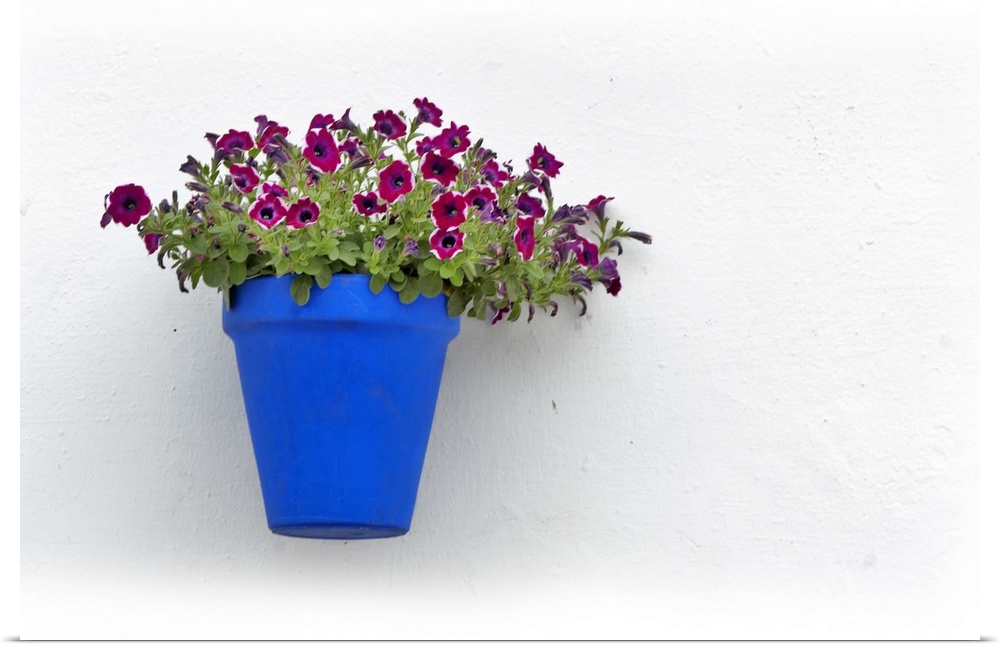 Red flowers in blue vase, on whitewhashed wall, Cordoba, Andalusia.
