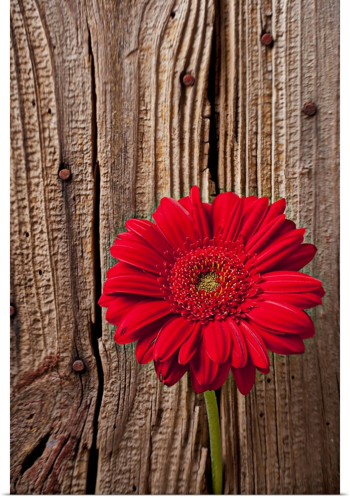 Up-close photograph of flower blossom in front of a wooden door with nails.