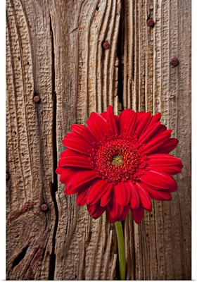Red gerbera daisy against wooden wall