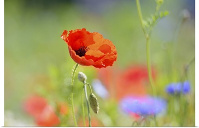Red poppy and flowers