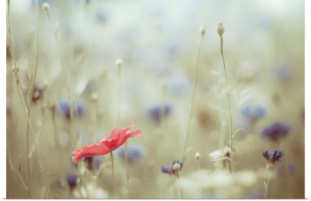 A single red poppy sits amidst a sea of blue cornflowers. A wild flower garden never looked so pretty.