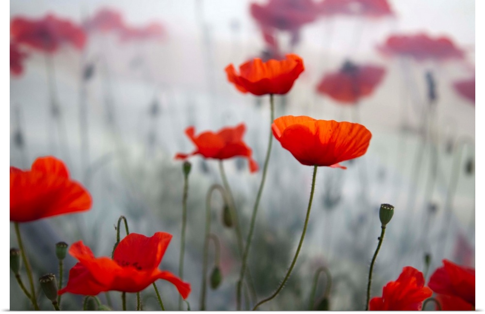 A large photograph of red flowers on thin green stems. The background is out of focus with a fog like appearance.
