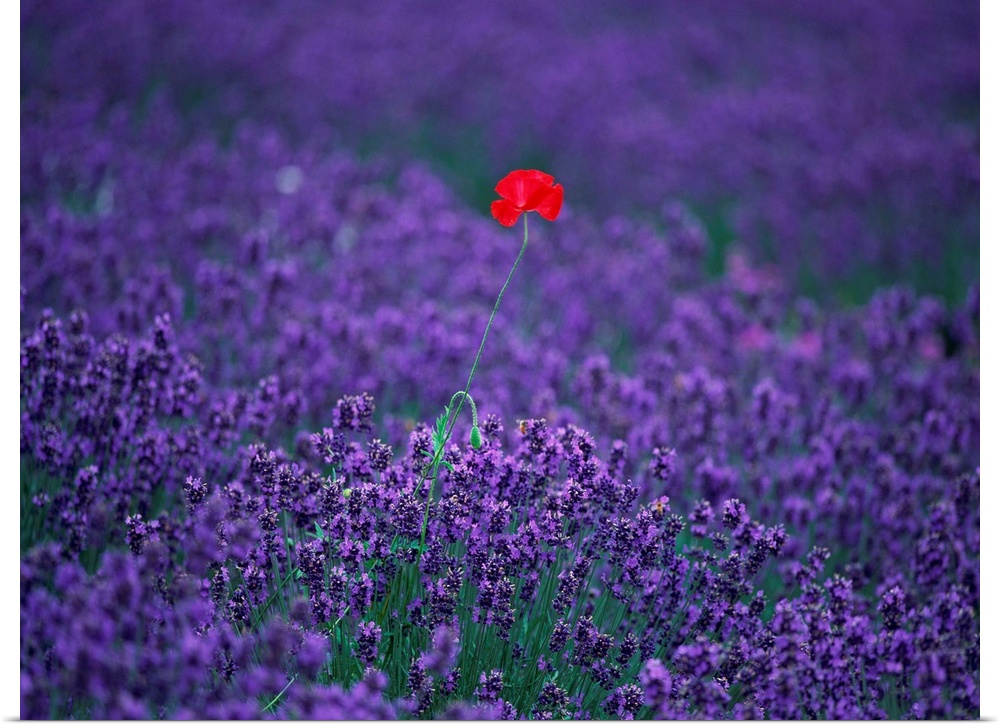 Red poppy standing in a lavender Field
