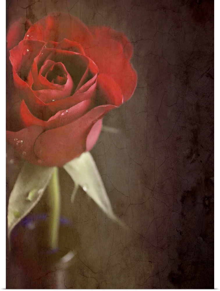 Crop of a red rose in blue vase with texture.
