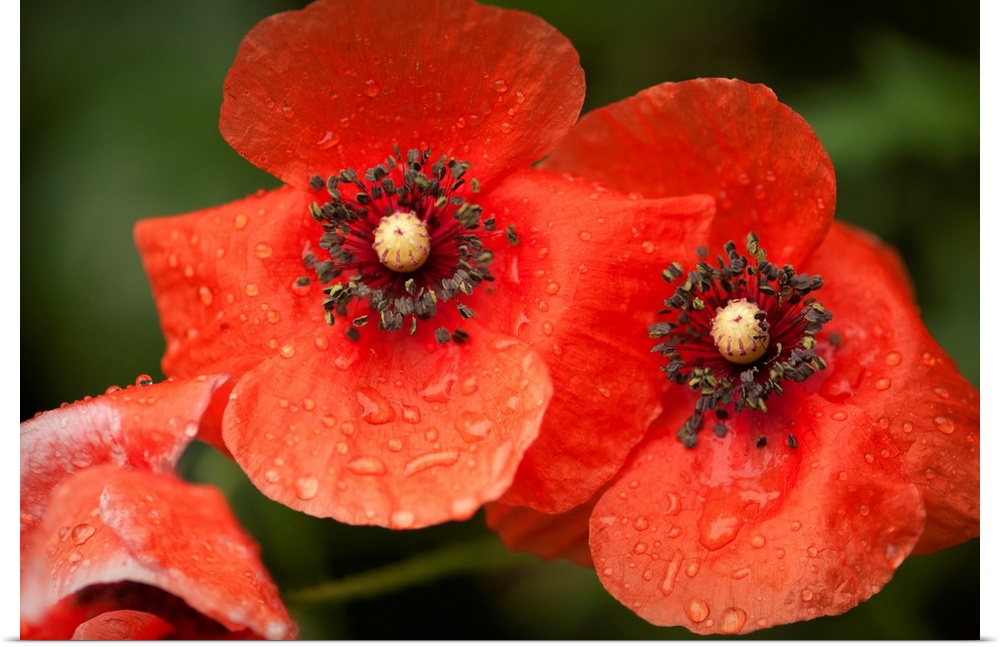 Red Shirley poppy flowers after rain