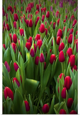 Red tulip field.