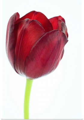 Red tulip petals and stem, on a white background