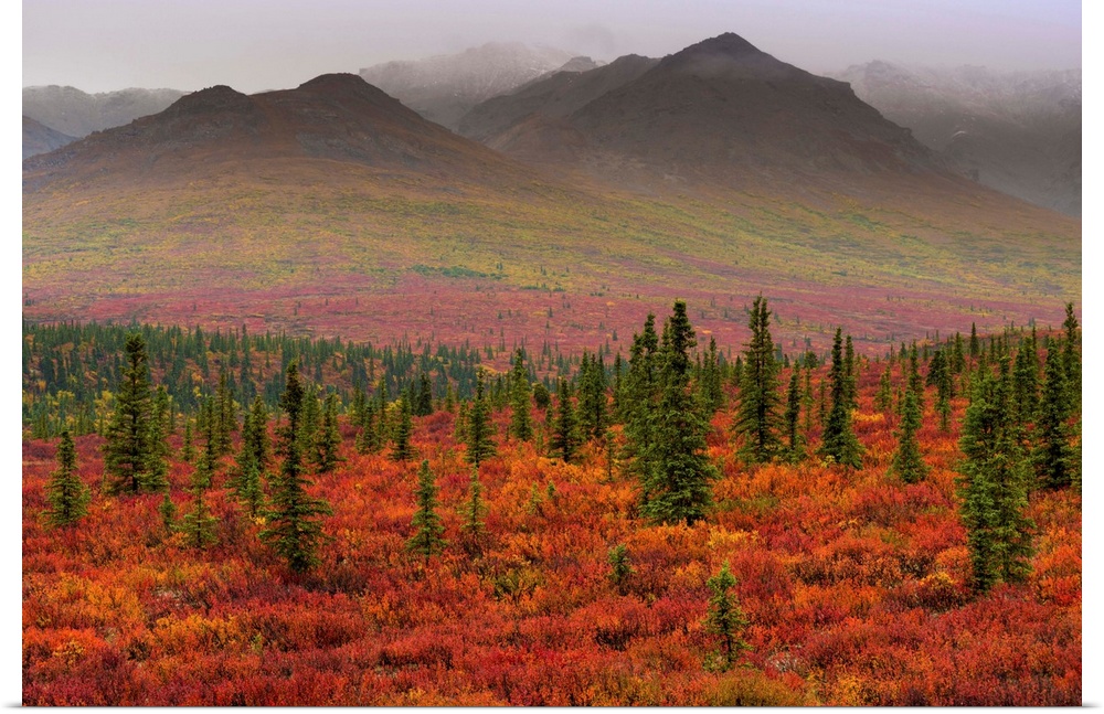 Fall color in Denali National Park, Denali, Alaska, USA