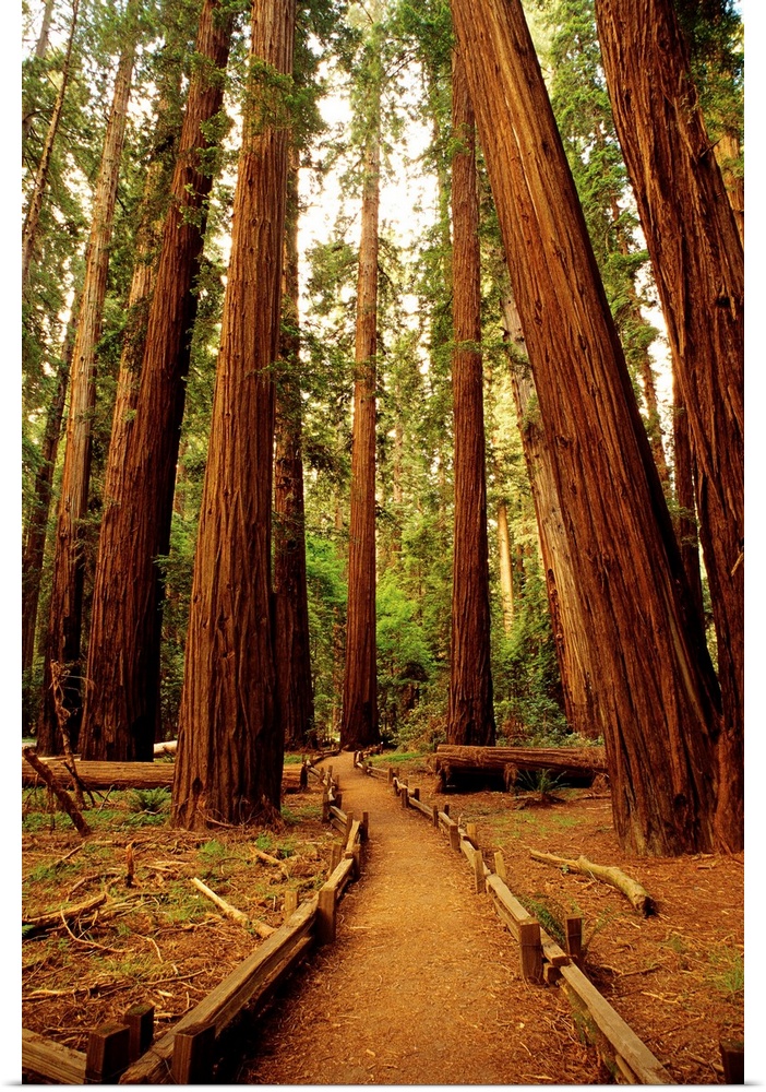Redwoods Forest