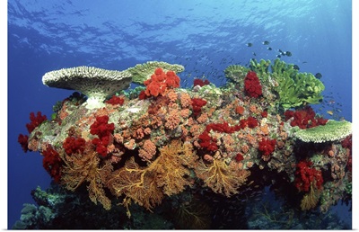 Reef scenic of hard corals , soft corals and tropical fish , Malaysia