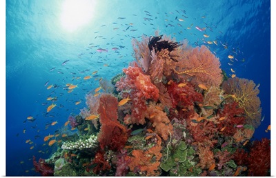 Reef scenic of hard corals , soft corals and tropical fish , South Pacific
