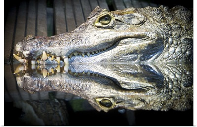 Reflection of a crocodile in water