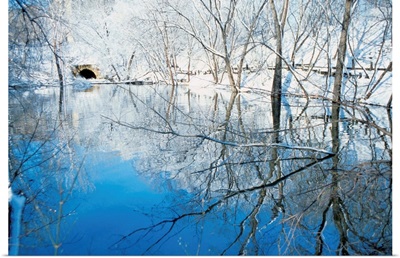 Reflection of bare trees in a lake, Minneapolis, Minnesota, USA