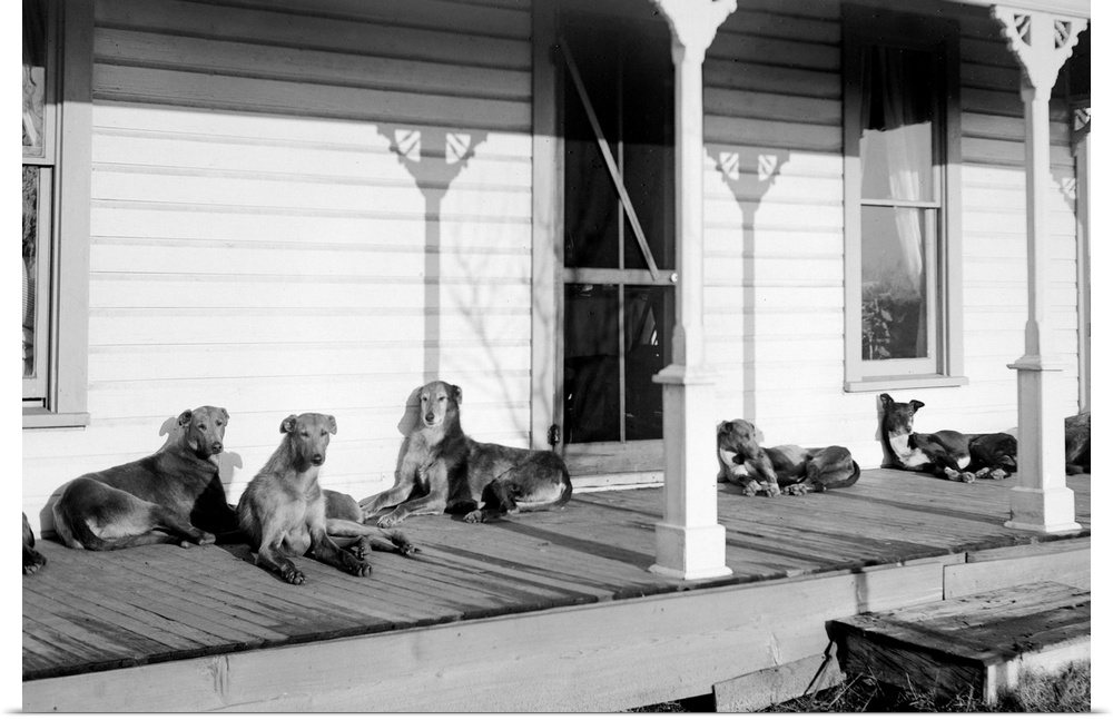 A group of seven mixed breed dogs take over a wooden porch to relax in the sunshine.