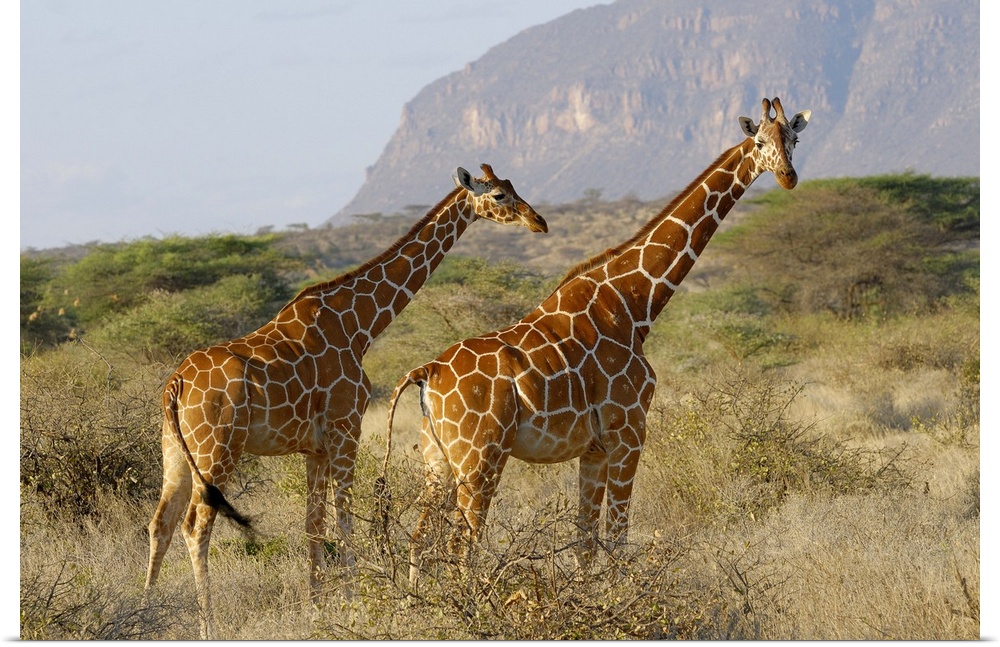 Somali Giraffe, Reticulated Giraffe, Giraffa camelopardalis reticulata, SHABA NATIONAL RESERVE, KENYA, Africa