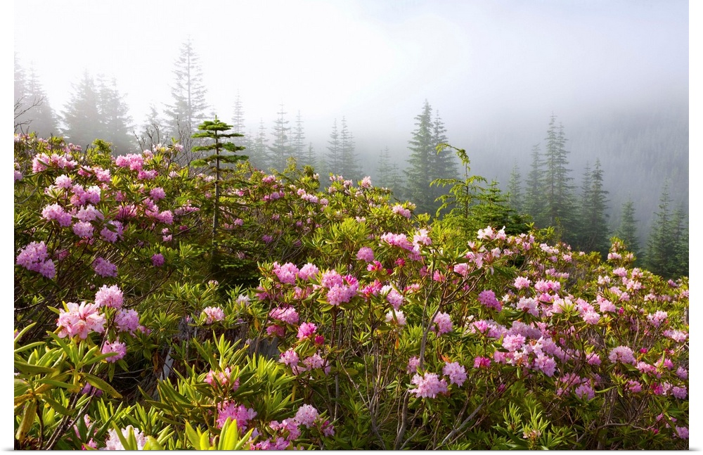 Rhododendron Bushes And Morning Fog Along Lolo Pass