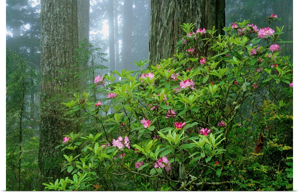 Rhododendrons Among Redwoods