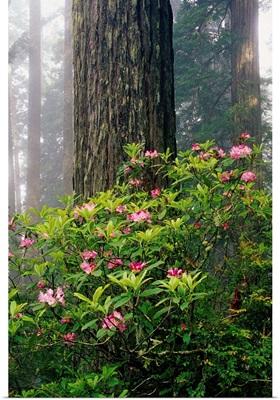 Rhododendrons And A Redwood