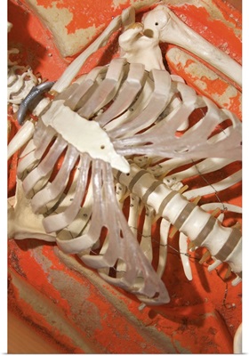 Rib cage of human skeleton