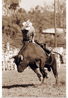 Rider about to fall off bucking bull