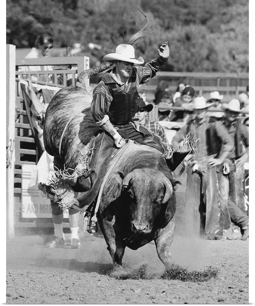 Rider Hanging On To Bucking Bull